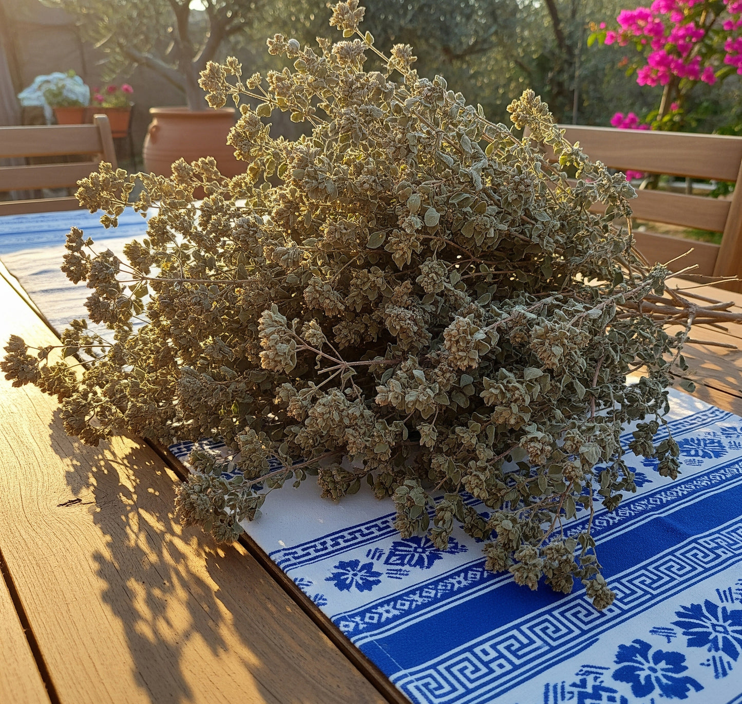 Greek Oregano Bunch