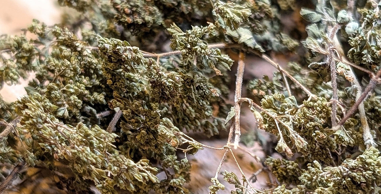Earthy Oregano