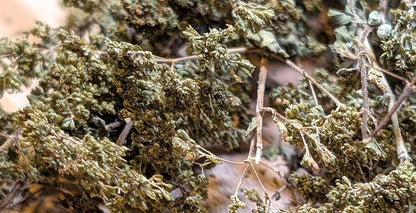 Earthy Oregano